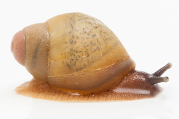 Archachatina porphyrostoma Nigeria B albino shell